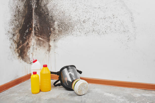 Mold Documentation for Insurance Claims in Rockledge, FL